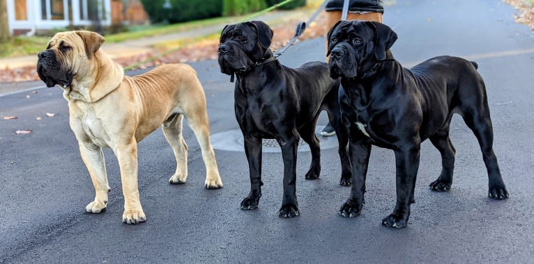 Gobi Boland, a Boerboel tested with EmbarkVet.com