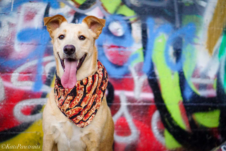 Bentley, a Labrador Retriever and American Pit Bull Terrier mix tested with EmbarkVet.com