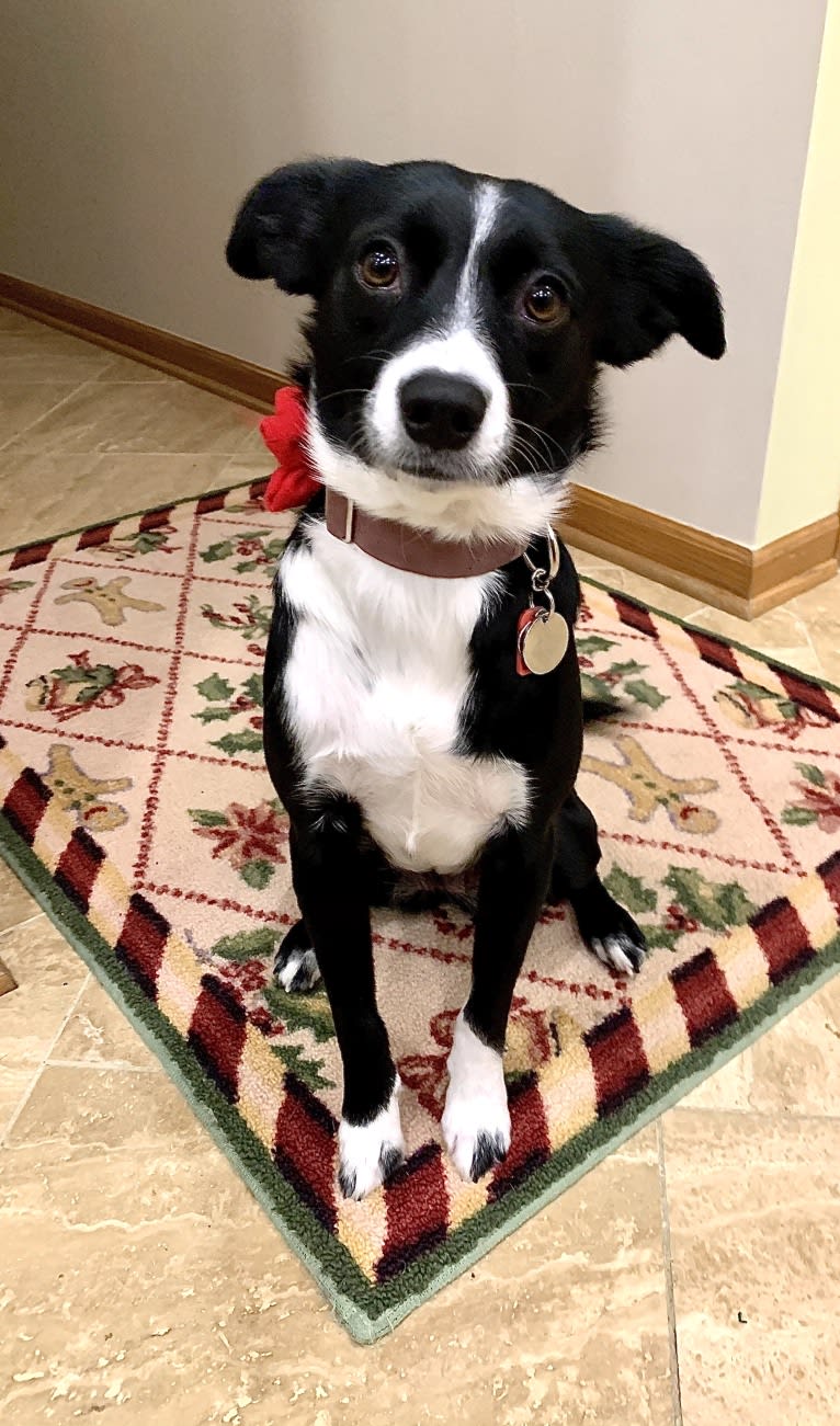 Petunia, an Australian Cattle Dog and Beagle mix tested with EmbarkVet.com