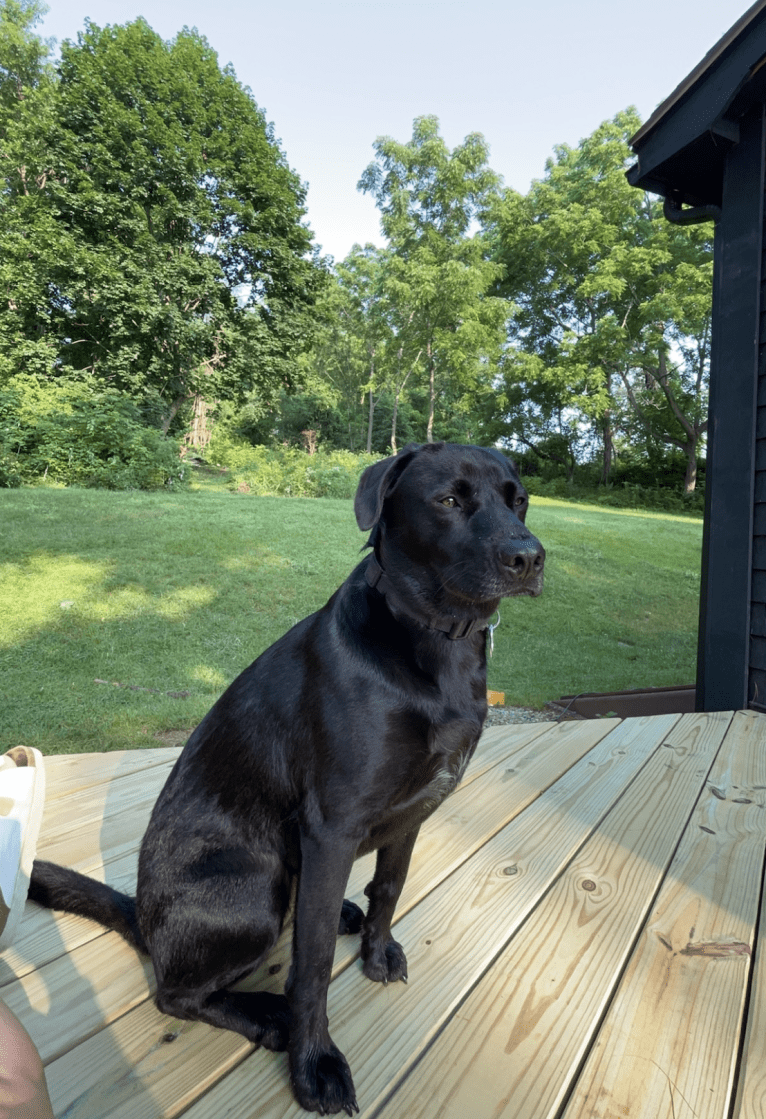 Bode, a Labrador Retriever and American Pit Bull Terrier mix tested with EmbarkVet.com