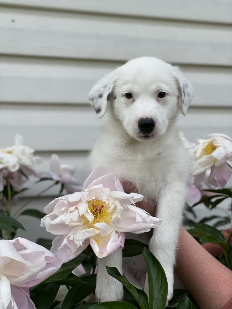 Stella, an American Pit Bull Terrier and Siberian Husky mix tested with EmbarkVet.com