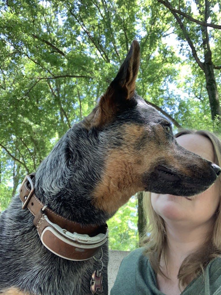 Tulip, an Australian Cattle Dog tested with EmbarkVet.com