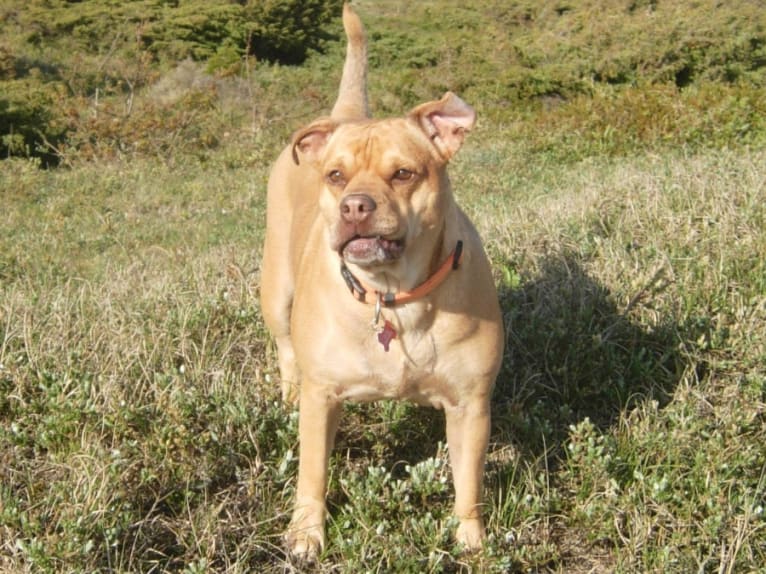 Josie, a Bulldog and Labrador Retriever mix tested with EmbarkVet.com