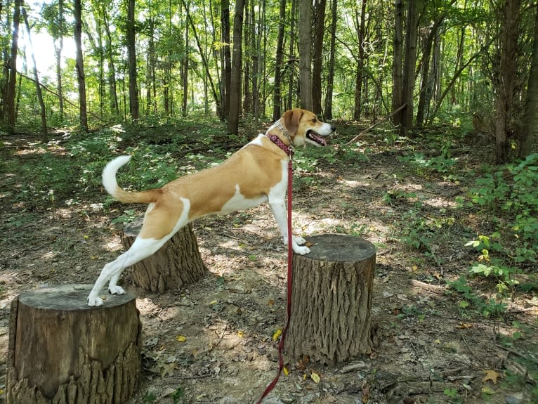 Mollie, a Treeing Walker Coonhound and Beagle mix tested with EmbarkVet.com