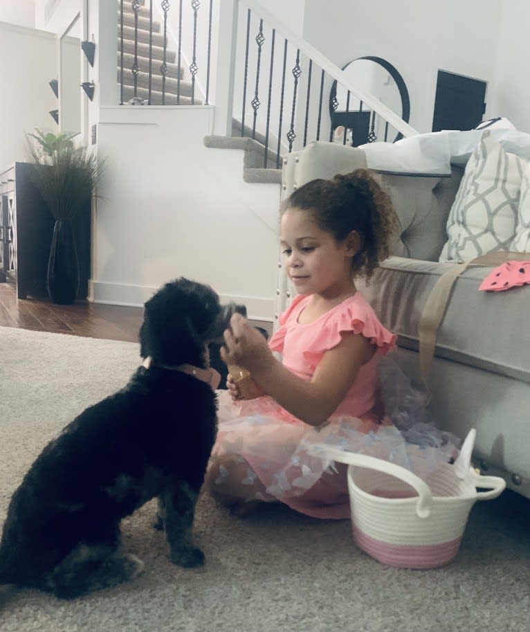 Bella, a Lhasa Apso and Poodle (Small) mix tested with EmbarkVet.com