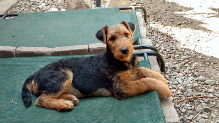 Sasha, an Airedale Terrier tested with EmbarkVet.com