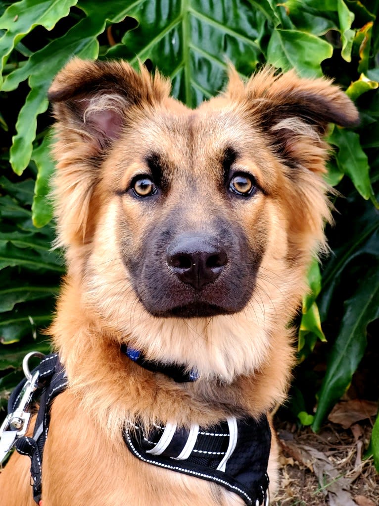 Twix, a German Shepherd Dog and Chow Chow mix tested with EmbarkVet.com