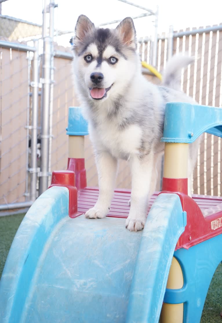 Daisy, a Pomeranian and Siberian Husky mix tested with EmbarkVet.com