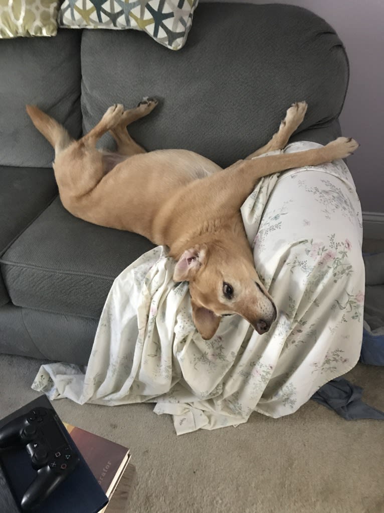 Sadie, a Labrador Retriever and American Bulldog mix tested with EmbarkVet.com