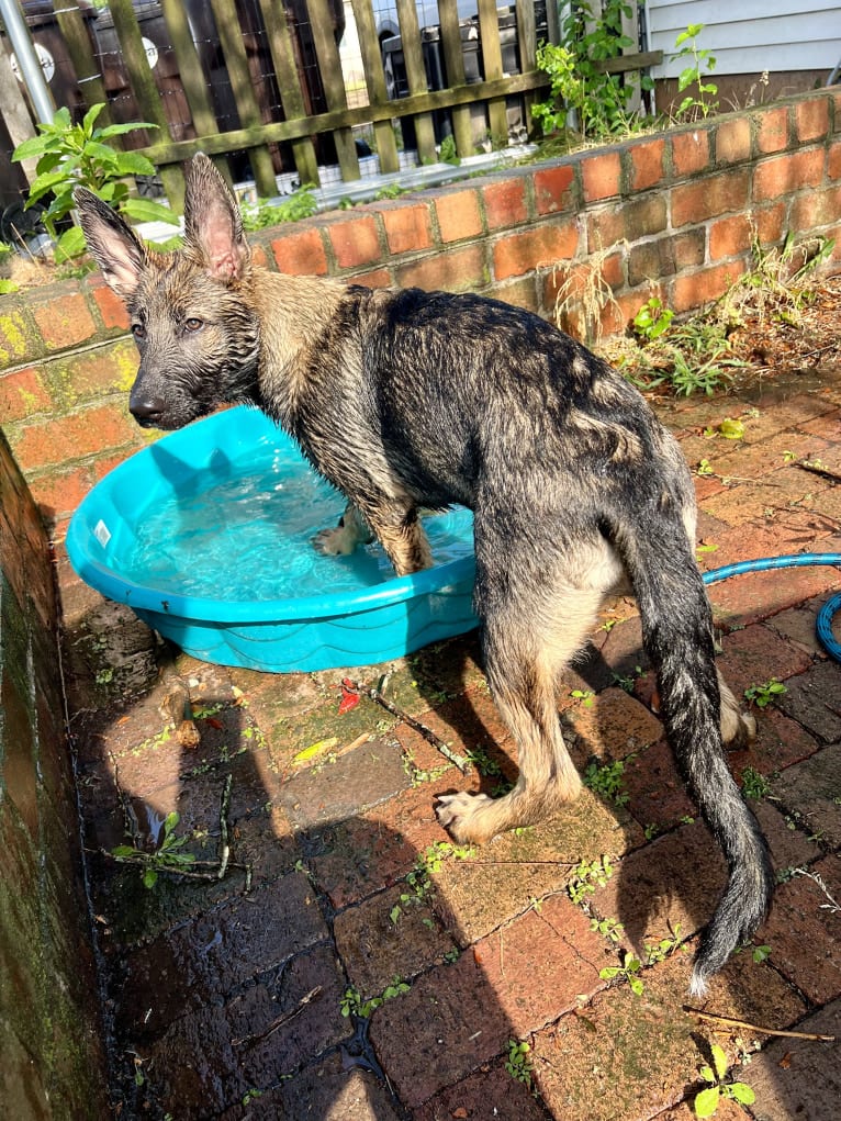 Manfred Von Rexroad, a German Shepherd Dog and American Pit Bull Terrier mix tested with EmbarkVet.com