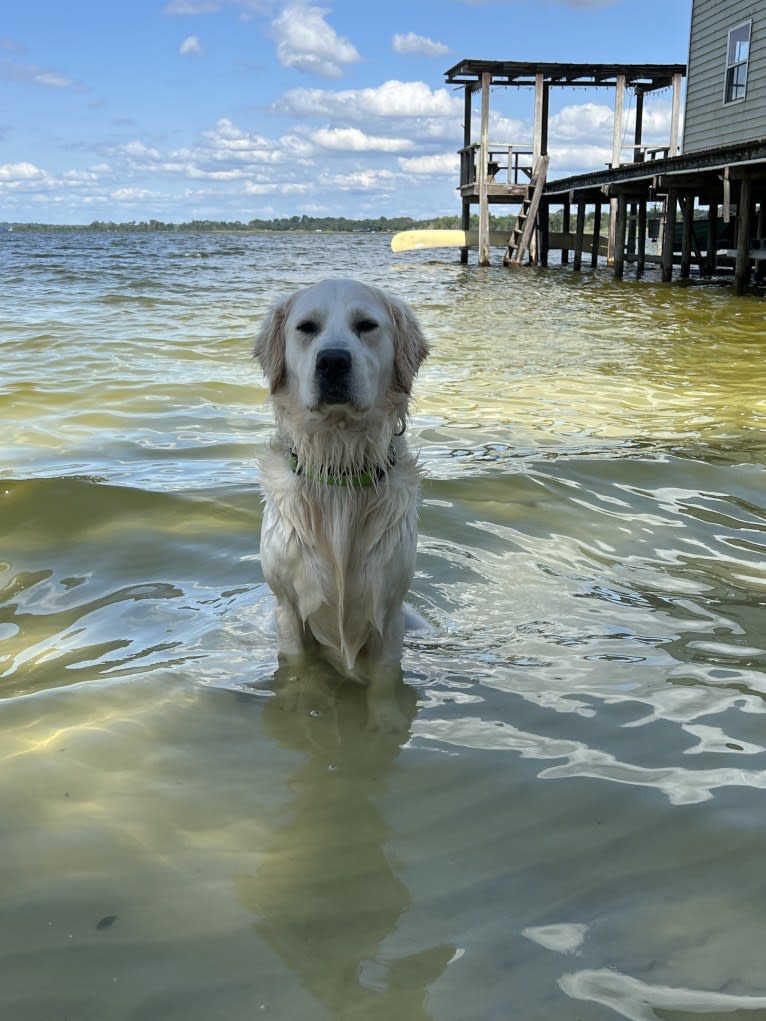 Hudson Gene Dement, a Golden Retriever tested with EmbarkVet.com