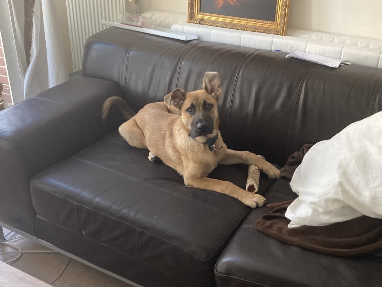Photo of Keesje, a German Shepherd Dog, Boxer, and Mixed mix in Amsterdam, North Holland, Netherlands