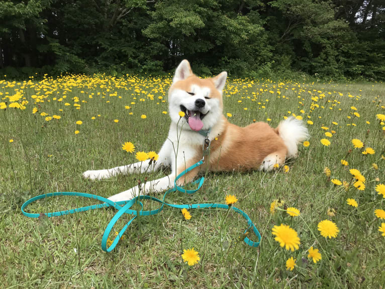 Taiyo, an Akita Inu tested with EmbarkVet.com