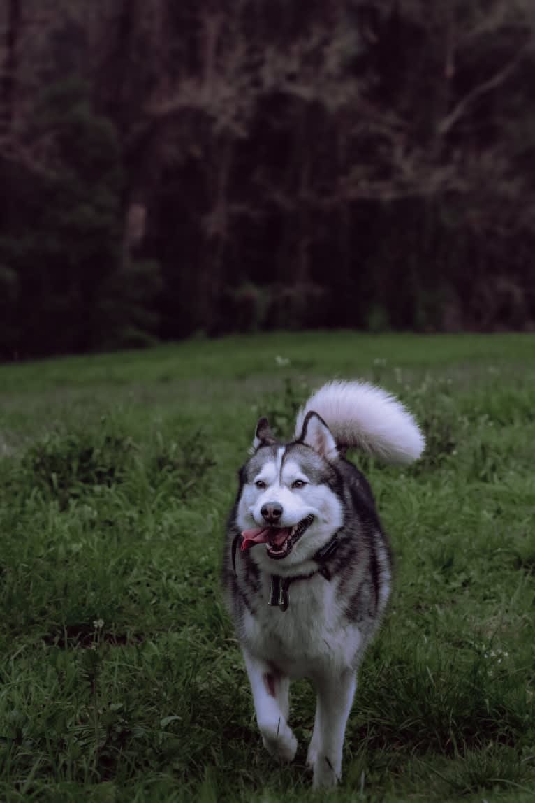 Apollo, a Samoyed and Siberian Husky mix tested with EmbarkVet.com