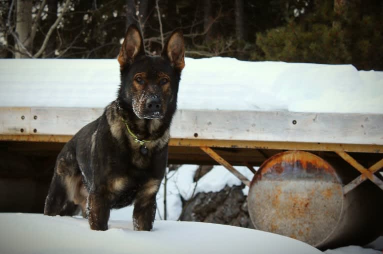 Zeek, a German Shepherd Dog tested with EmbarkVet.com