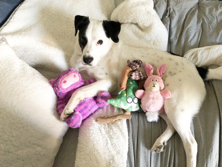 Harvey, an American Foxhound and American Bulldog mix tested with EmbarkVet.com