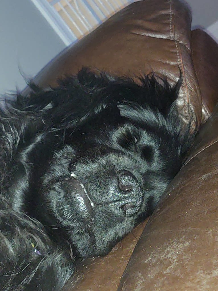 Molly, a Newfoundland tested with EmbarkVet.com