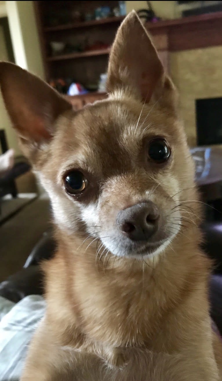 Pomeranian mini pinscher cheap