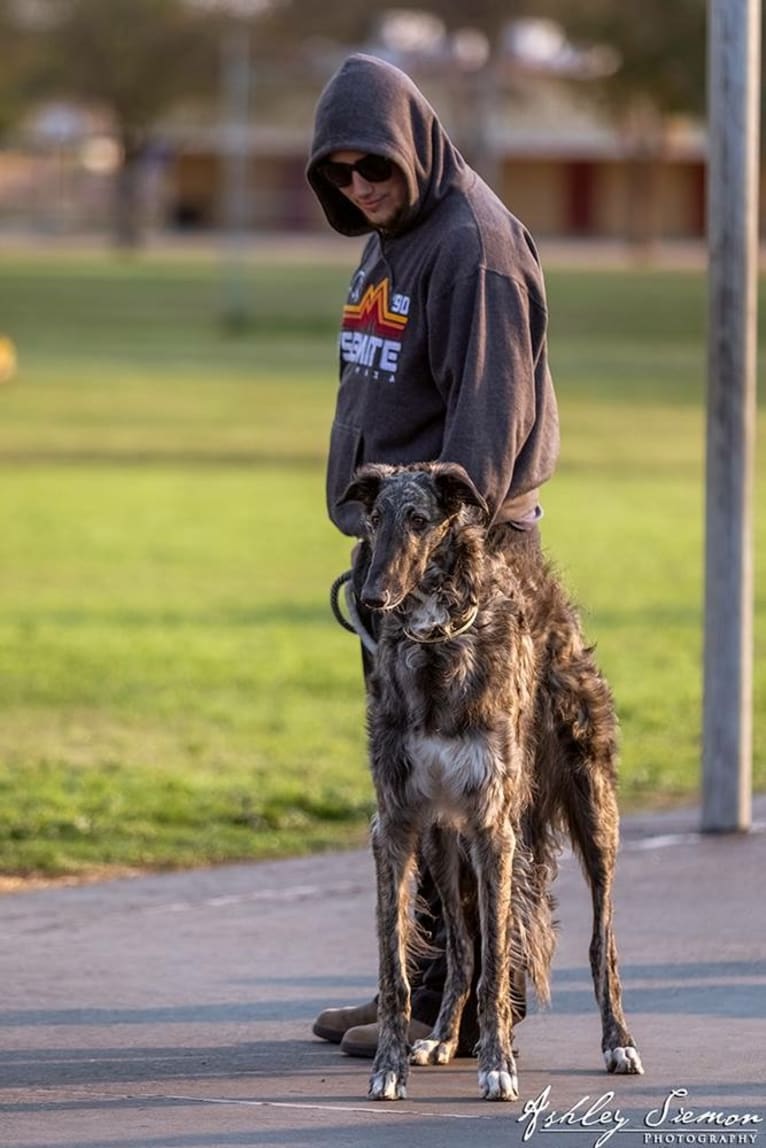 Fig, a Borzoi tested with EmbarkVet.com