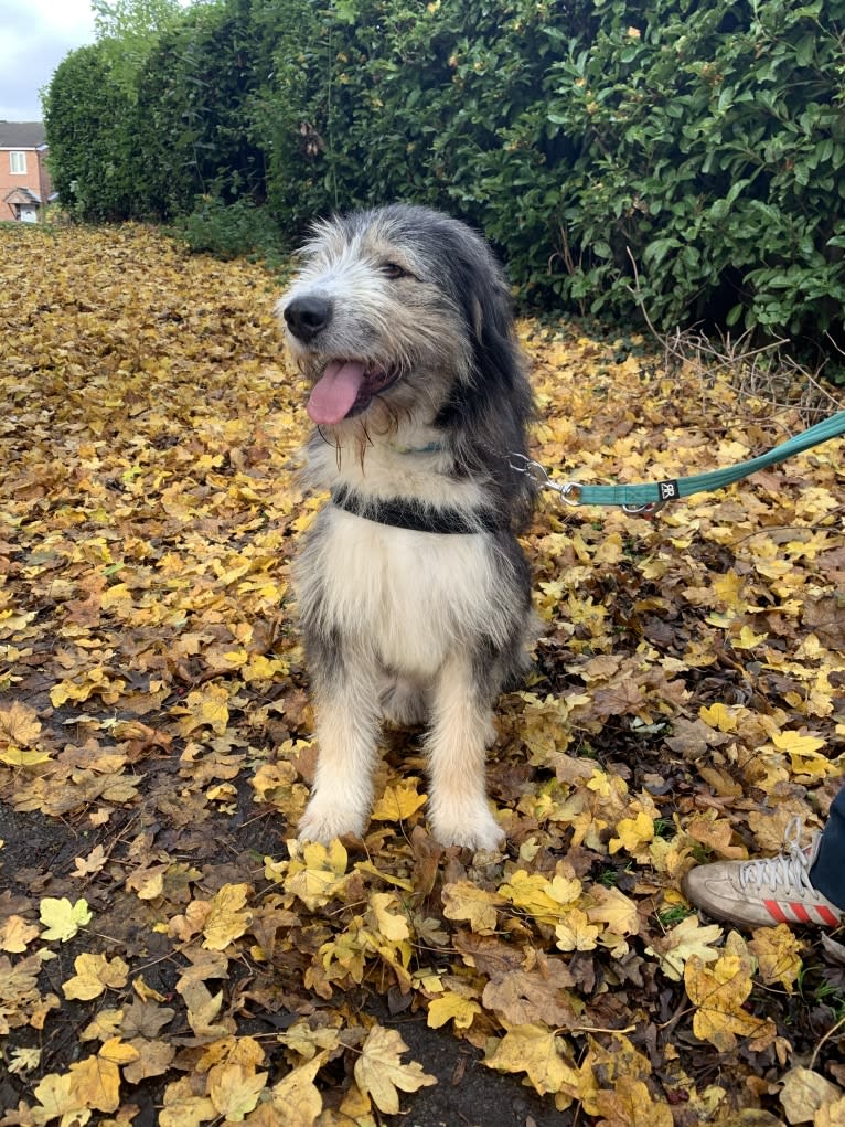 Bilbo, an Eastern European Village Dog tested with EmbarkVet.com