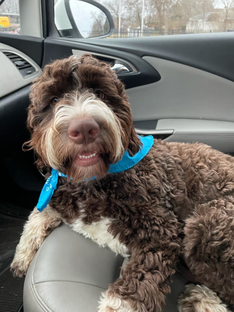 Bolo, an English Springer Spaniel and Poodle (Standard) mix tested with EmbarkVet.com