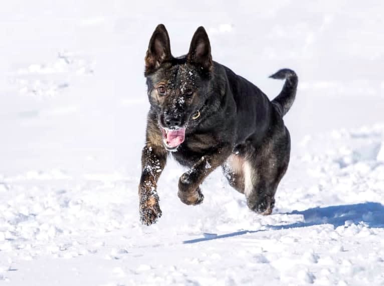 Cira Vamoz Bohemia, a German Shepherd Dog tested with EmbarkVet.com