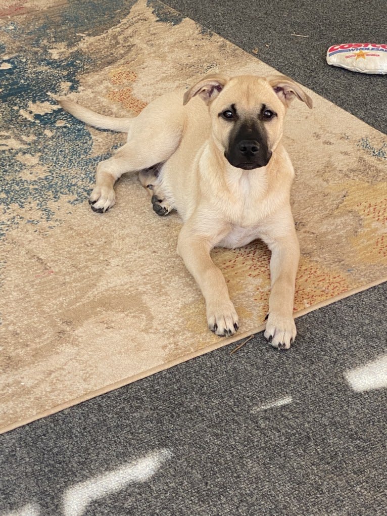 Coney, a Great Pyrenees and American Pit Bull Terrier mix tested with EmbarkVet.com