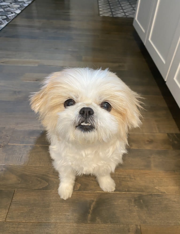 Beauty, a Japanese Chin and Shih Tzu mix tested with EmbarkVet.com