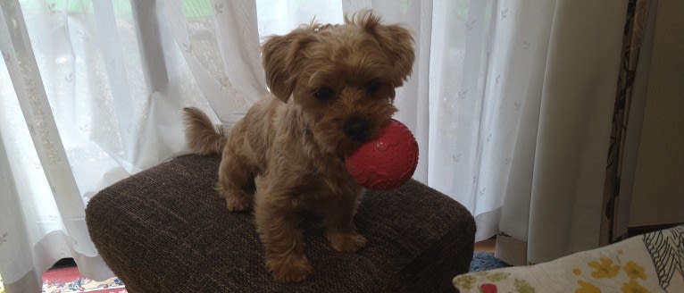 MAX, a Yorkshire Terrier and Shih Tzu mix tested with EmbarkVet.com