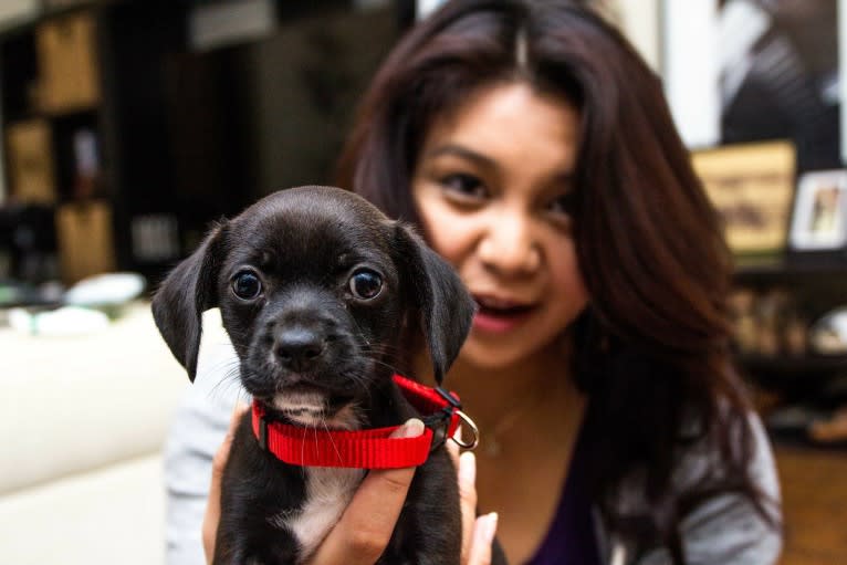 Ube, a Chihuahua and Dachshund mix tested with EmbarkVet.com