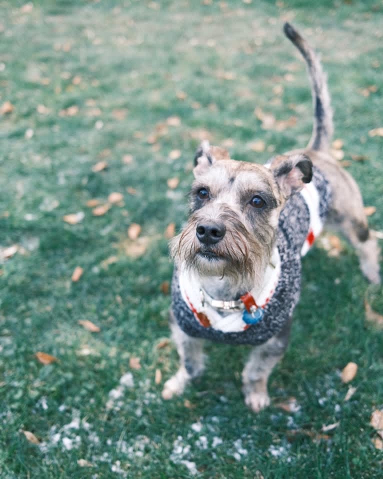 Adelaide, a Miniature Schnauzer and Boston Terrier mix tested with EmbarkVet.com