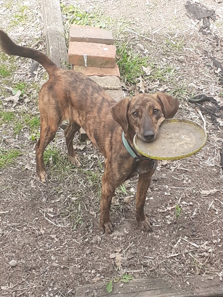 Pheobe, a Catahoula Leopard Dog and American Foxhound mix tested with EmbarkVet.com