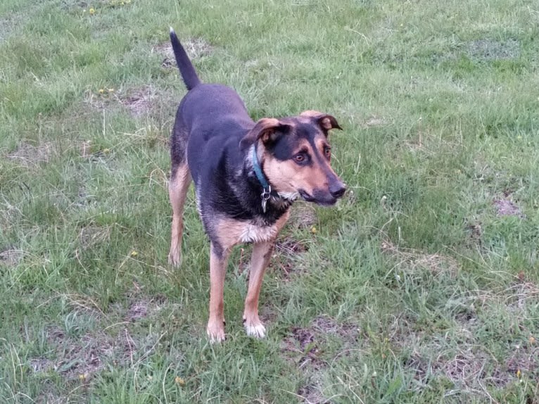 Maddie, a German Shepherd Dog and Dalmatian mix tested with EmbarkVet.com