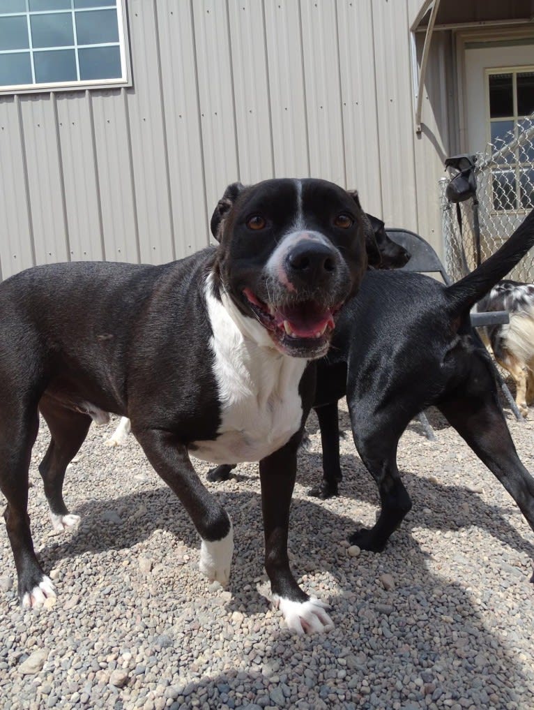 Roger, an American Bully and Rat Terrier mix tested with EmbarkVet.com