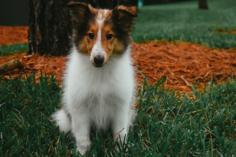 Nyx Rossie, a Collie tested with EmbarkVet.com