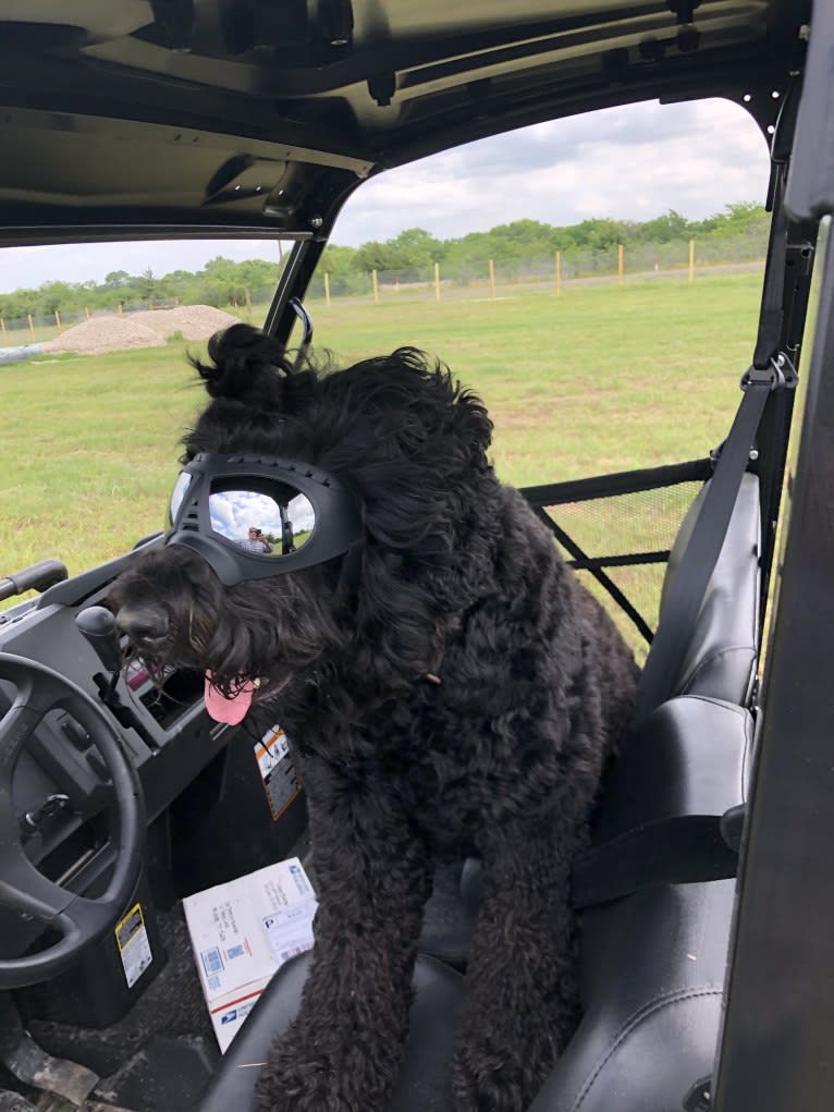 Midnightsolo Liam Blanton, a Black Russian Terrier tested with EmbarkVet.com