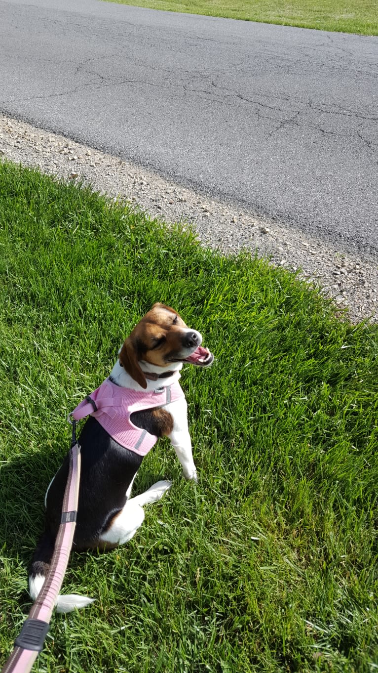 Freckles, a Beagle and German Shepherd Dog mix tested with EmbarkVet.com