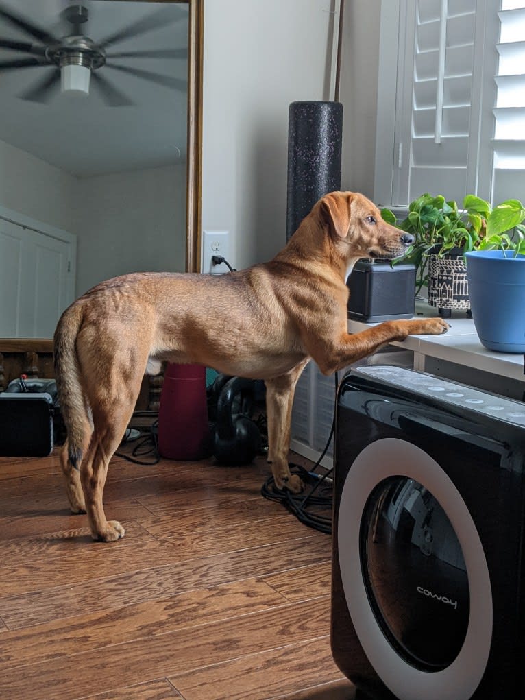 Remy, a Chow Chow and Beagle mix tested with EmbarkVet.com