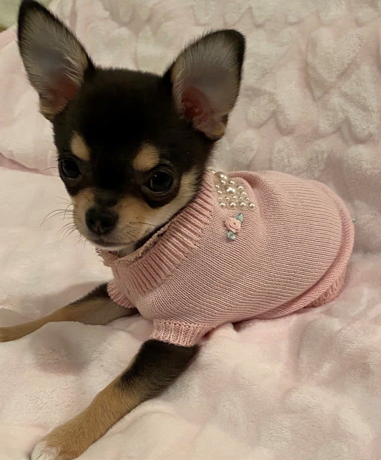 Alli-Mae, a Chihuahua tested with EmbarkVet.com