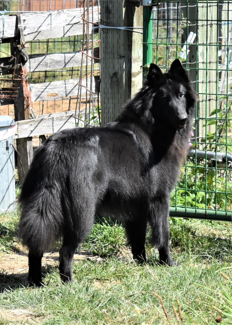 Vivi, a Belgian Shepherd tested with EmbarkVet.com