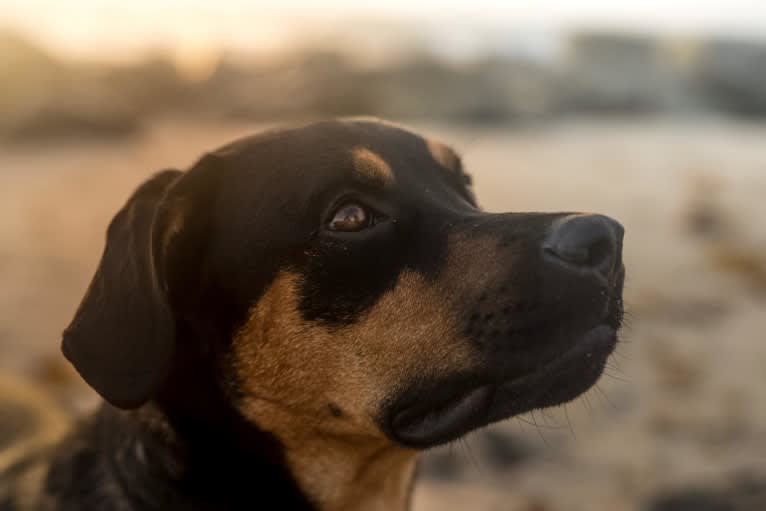 Lucas, a Rottweiler and American Pit Bull Terrier mix tested with EmbarkVet.com