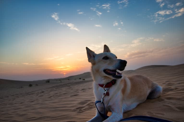 Cody, an Arabian Village Dog tested with EmbarkVet.com