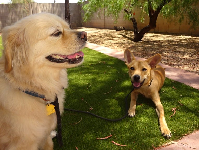 Bean, a Chow Chow and Chihuahua mix tested with EmbarkVet.com