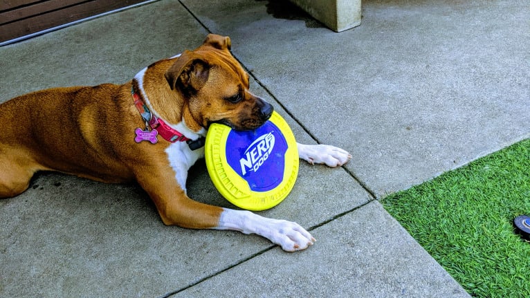 Ellie, a Boxer and American Pit Bull Terrier mix tested with EmbarkVet.com