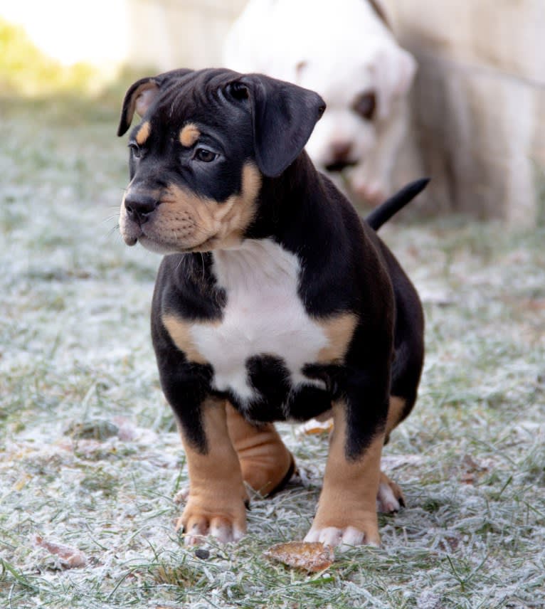 VALENTINA, an American Bully tested with EmbarkVet.com