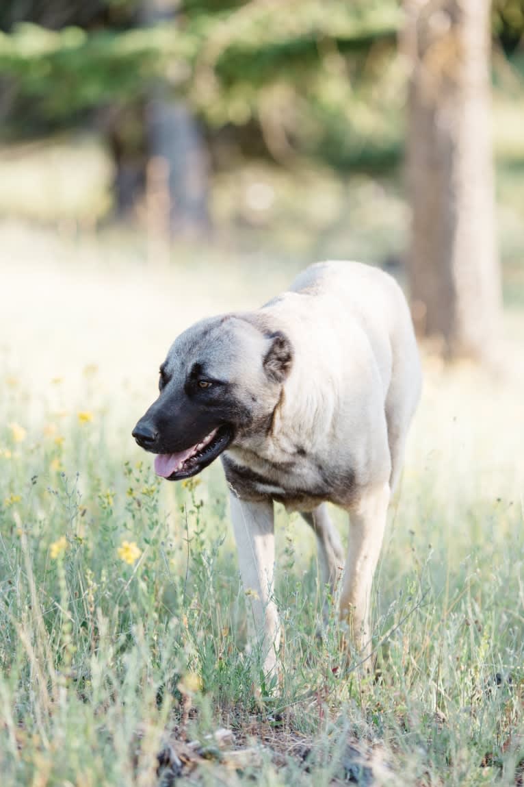 Timber, an Anatolian Shepherd Dog tested with EmbarkVet.com