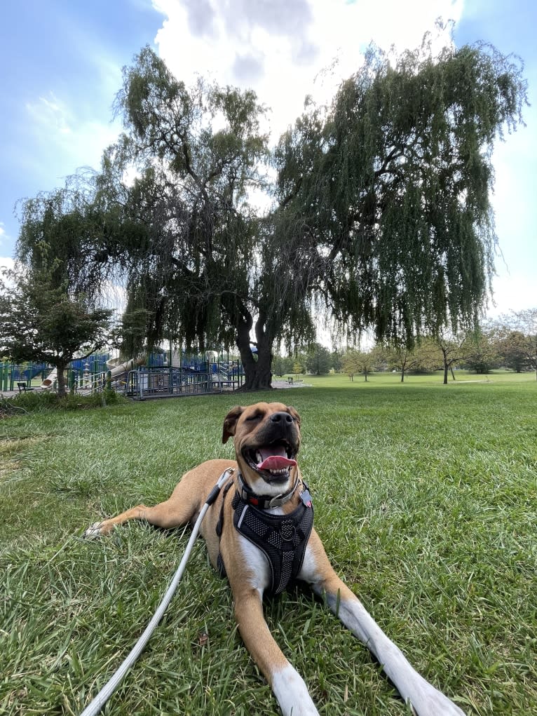 Francis, an American Pit Bull Terrier and Australian Cattle Dog mix tested with EmbarkVet.com