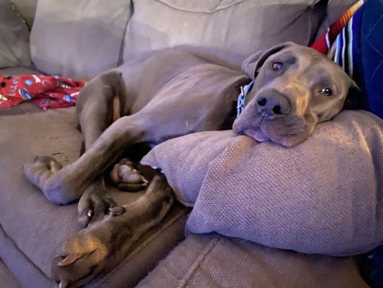 Finnegan, a Great Dane and American Pit Bull Terrier mix tested with EmbarkVet.com