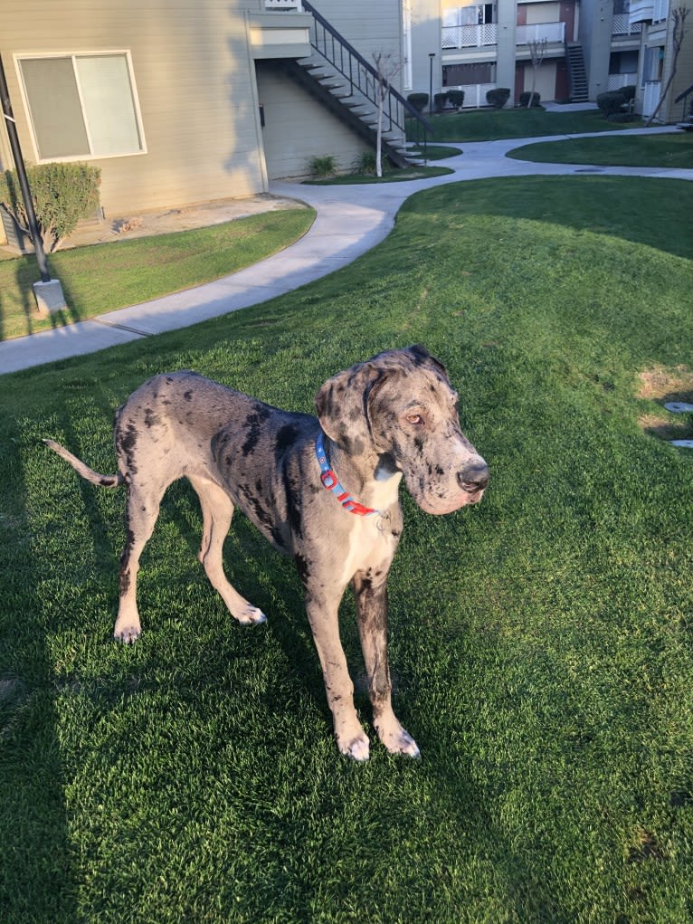 Blue, a Great Dane tested with EmbarkVet.com