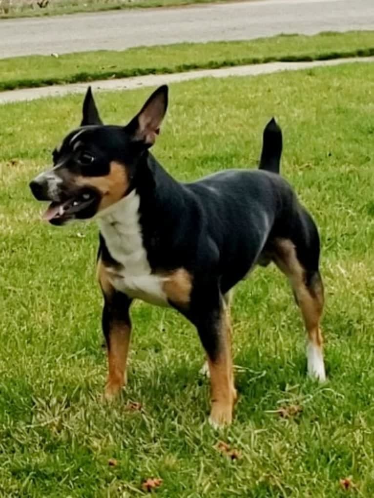 KnD's Solo Man, a Rat Terrier tested with EmbarkVet.com